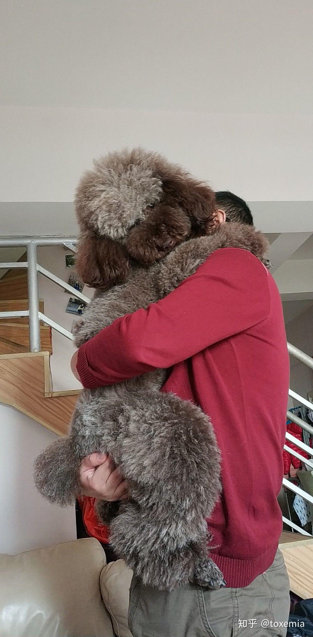 养一只巨型贵宾是种怎样的体验? - 知乎