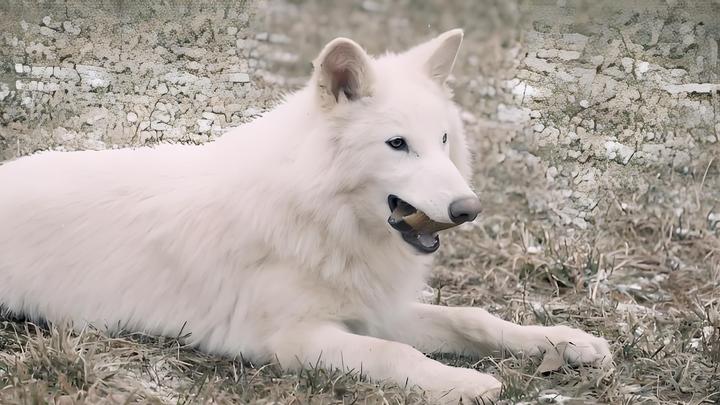 活久见!12500 年前灭绝的冰原狼,真被复活了? - 知乎