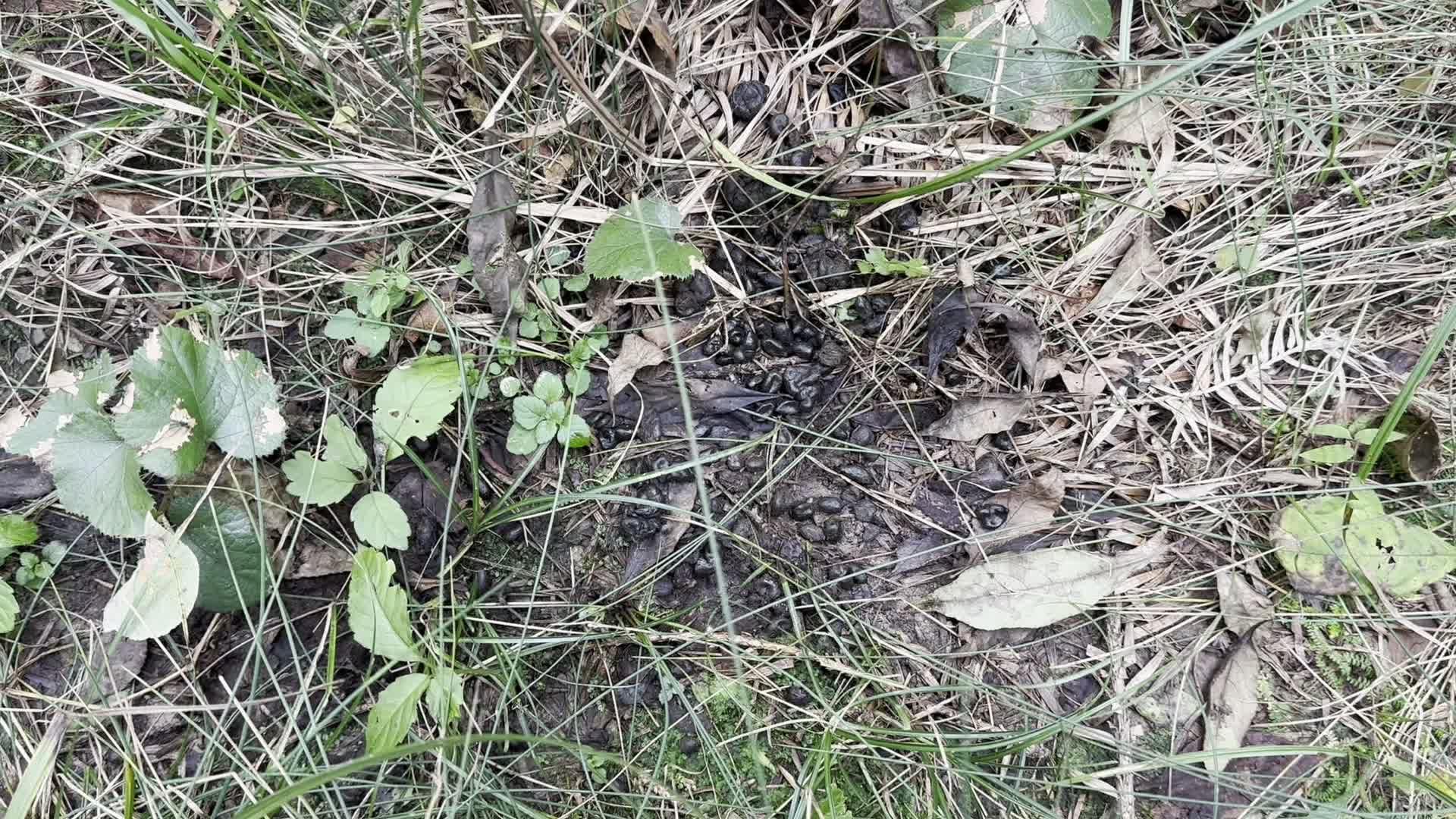 小麂粪便什么样?