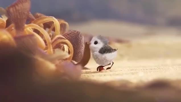 奥斯卡动画短片《鹬（Piper）》 - 知乎