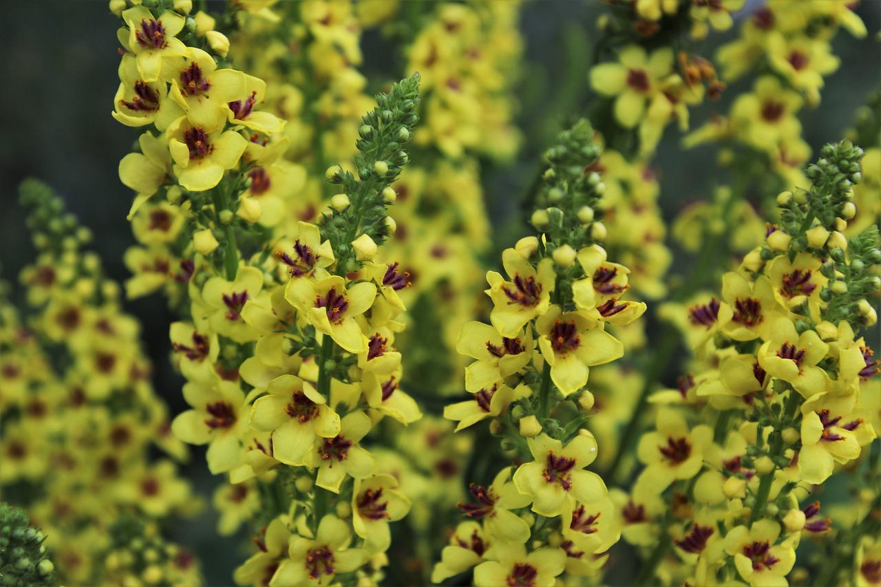 4. 嫁接繁殖要点