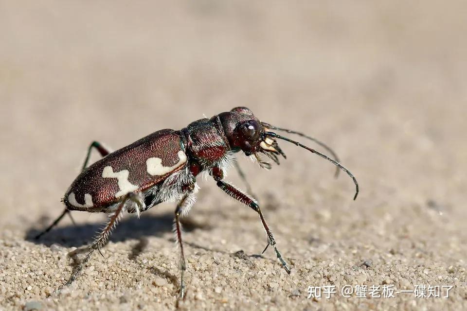 日本虎甲图片