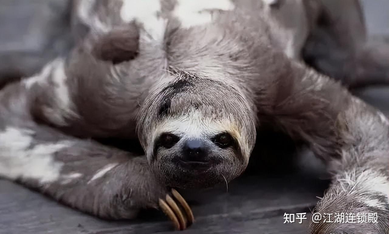 超过一半树懒在下树排便时丧生!慢到极致的“闪电”们,为何冒险下树排泄? - 知乎