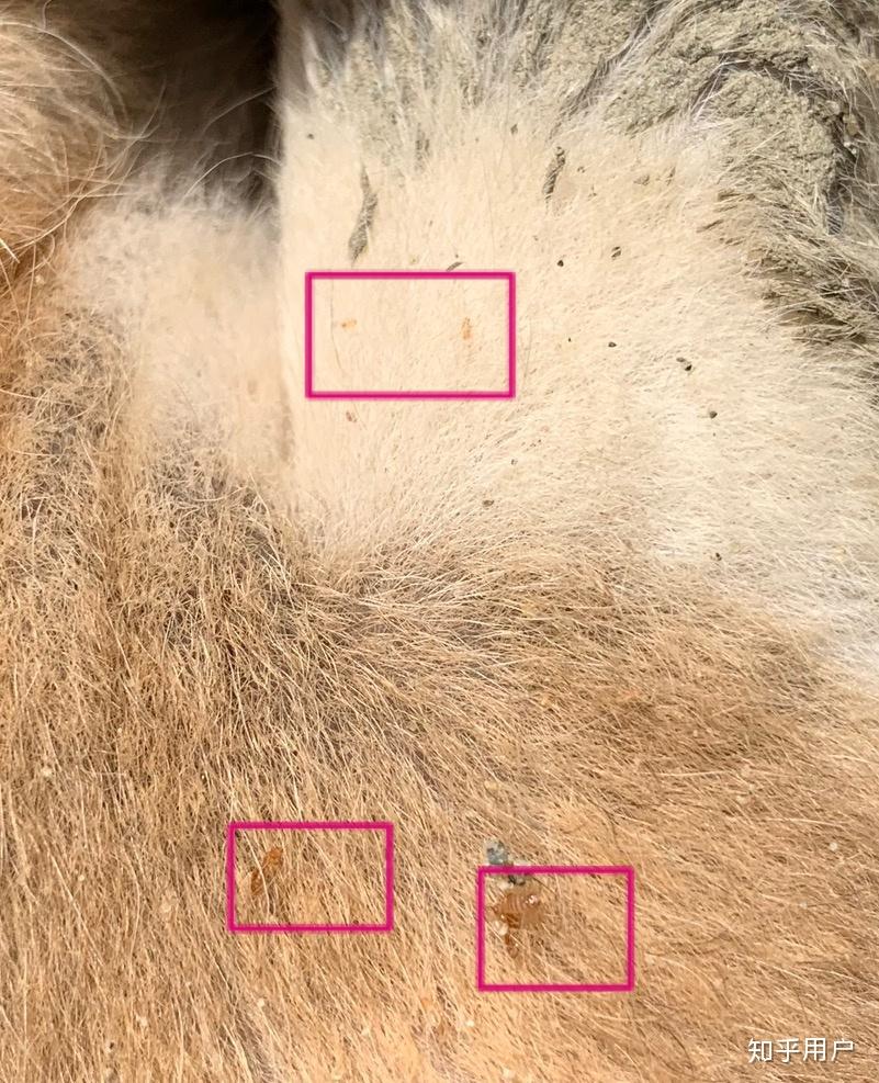 狗身上的这些黄色小虫子是啥啊,把狗狗皮都咬烂了,之前一批狗都被这种