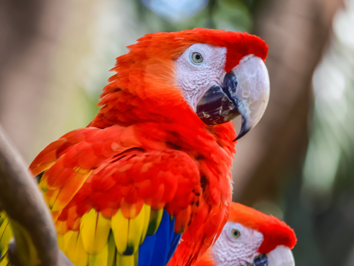 金刚鹦鹉(macaw)-家养鸟6 - 知乎