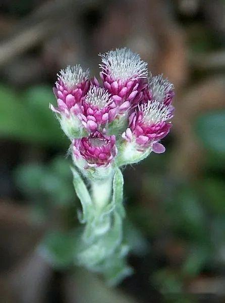 【植物界全系列】菊目—菊科(八):火绒草 - 知乎