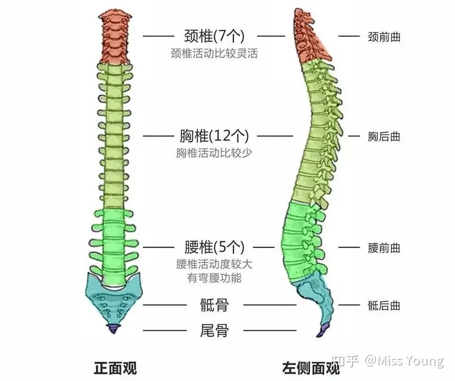 健身对改善驼背有效果吗