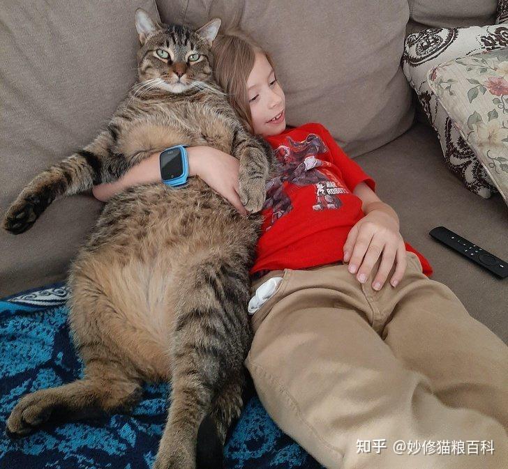 养猫和不养猫的人,多年后,有什么区别? - 知乎