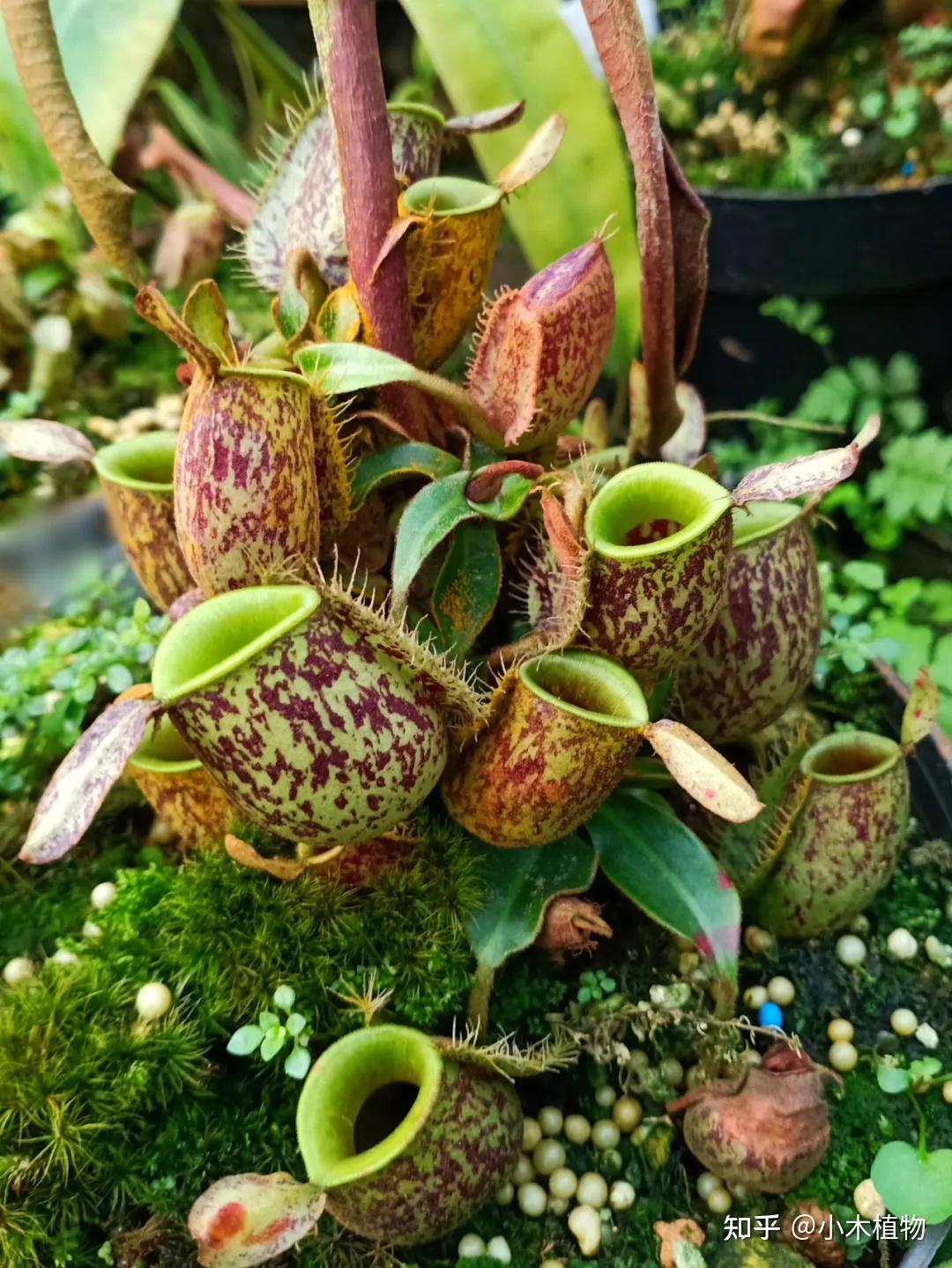 猪笼草：植物界的
