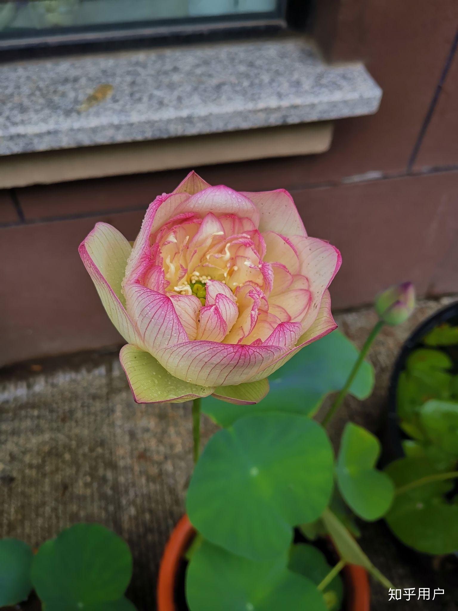 碗莲怎么水培?(水培碗莲种植方法图解)