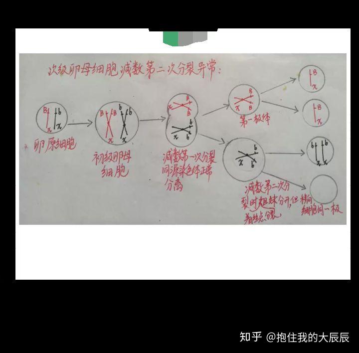 卵细胞减数分裂异常图咋画