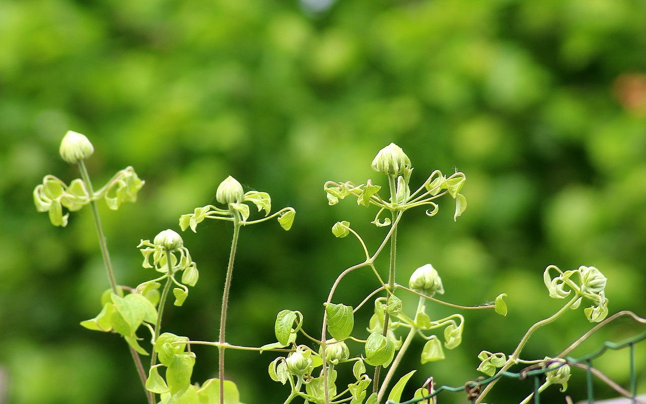 碧玉怎么剪枝扦插