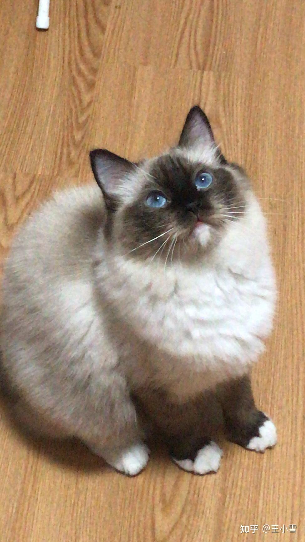 请问图中的布偶猫会变成黑脸嘛