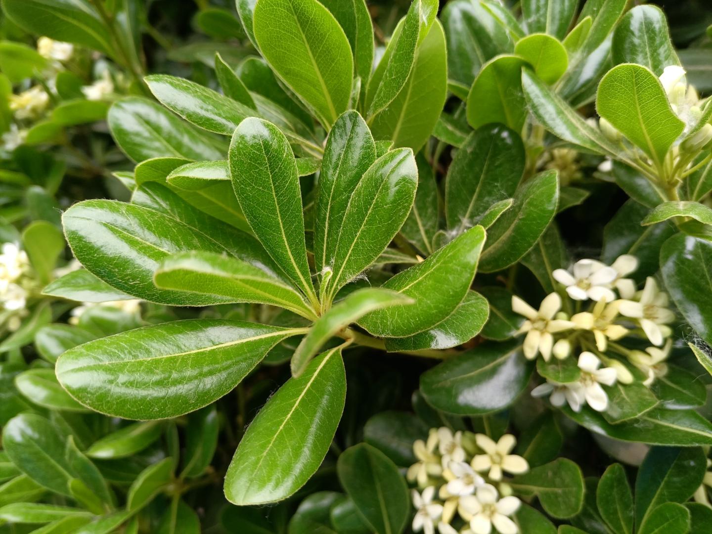 植物科普:常绿灌木海桐有什么特点和价值? - 知乎