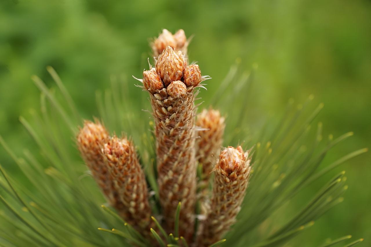 2. 原木市场行情