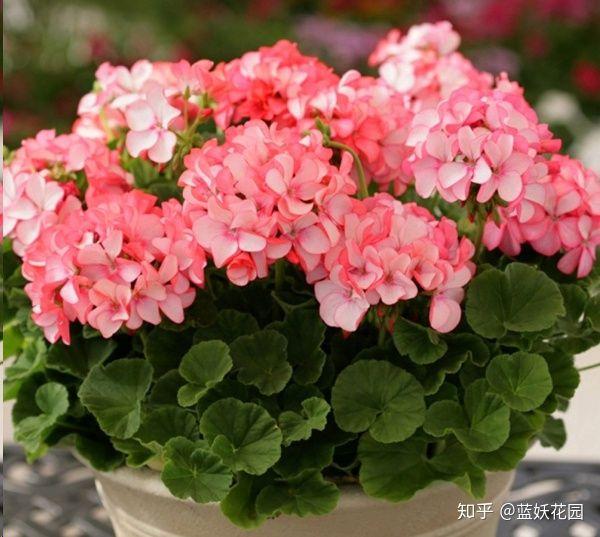 好养活的花卉植物推荐 v2-5f33148f07f6d0d126f5e8dc6a6d45c3_1440w.jpg?source=172ae18b