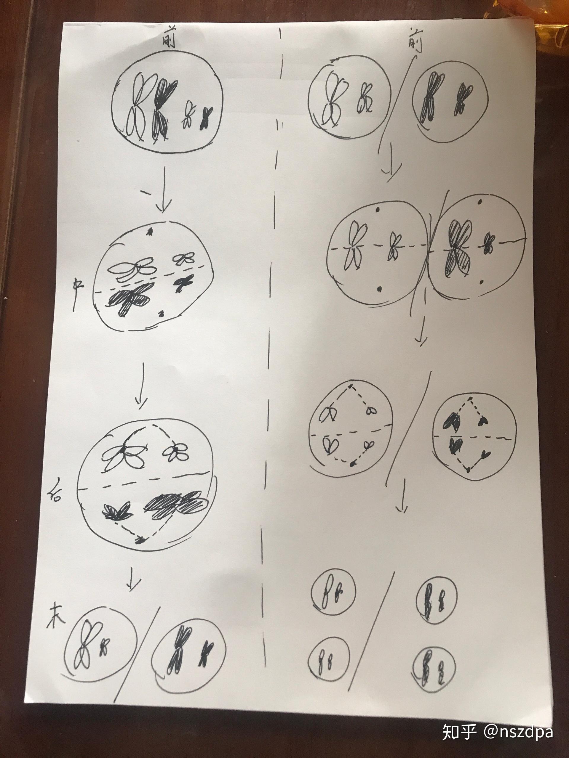 怎么用4条染色体表示生殖细胞减数分裂行为