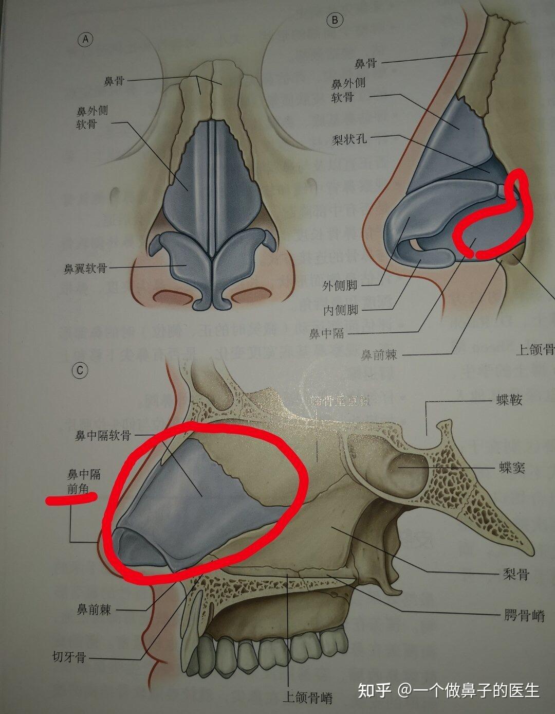 鼻中隔在哪里? - 知乎