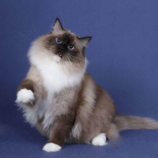 暹罗猫可以和重点色布偶交配吗