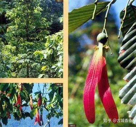 【香料】状如云母,色如冰雪——龙脑 - 知乎