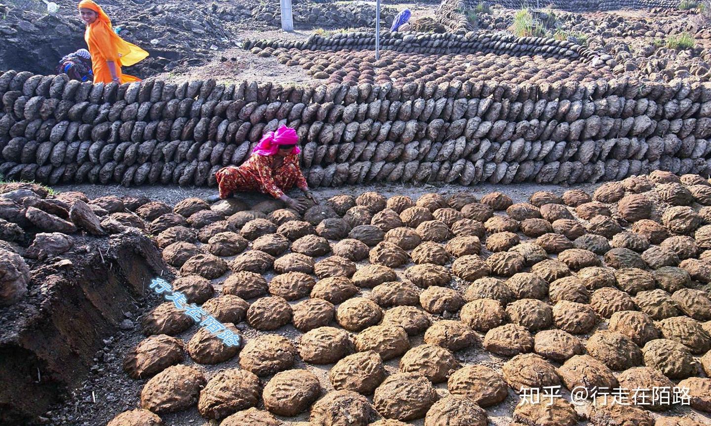 痴迷牛粪的印度人：过节用牛粪做餐具，洗牛粪浴、打牛粪战- 知乎