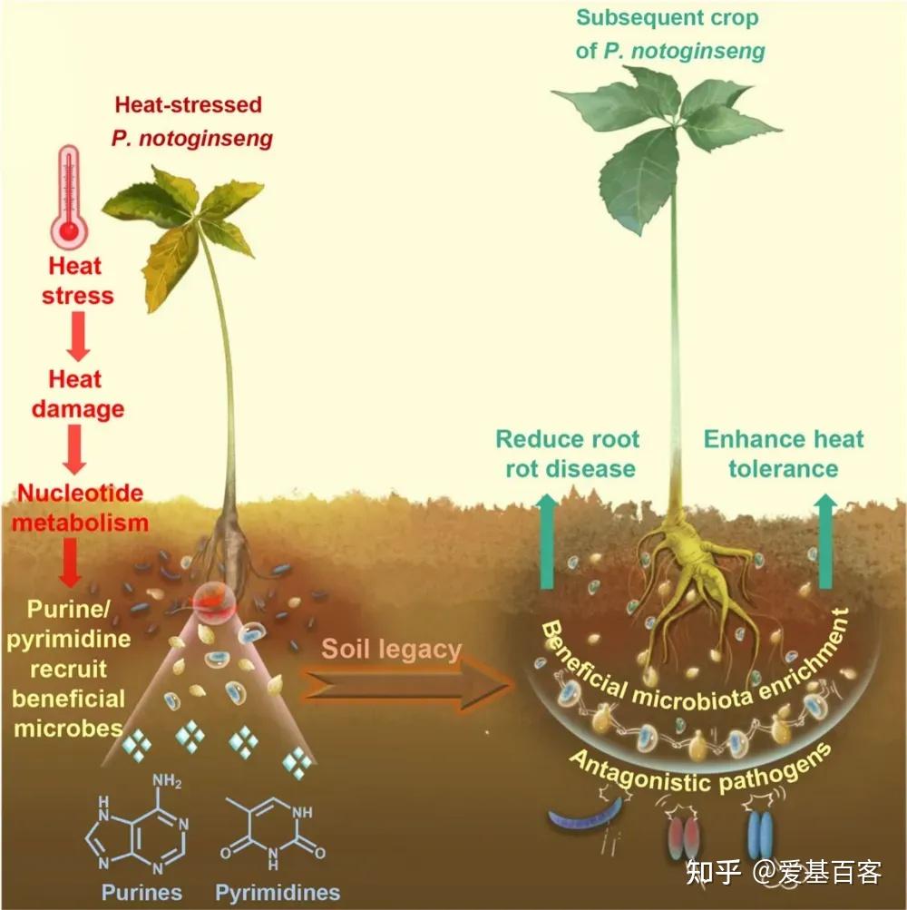 如何用植物-微生物互作研究植物非生物胁迫?| 非生物胁迫专题 - 知乎