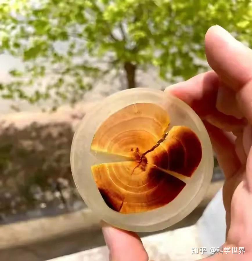 藏在农村的刺树,竟是千年黄金木?被遗忘的柘木,价值远超想象 - 知乎