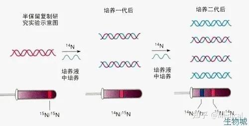 DNA的复制 - 知乎