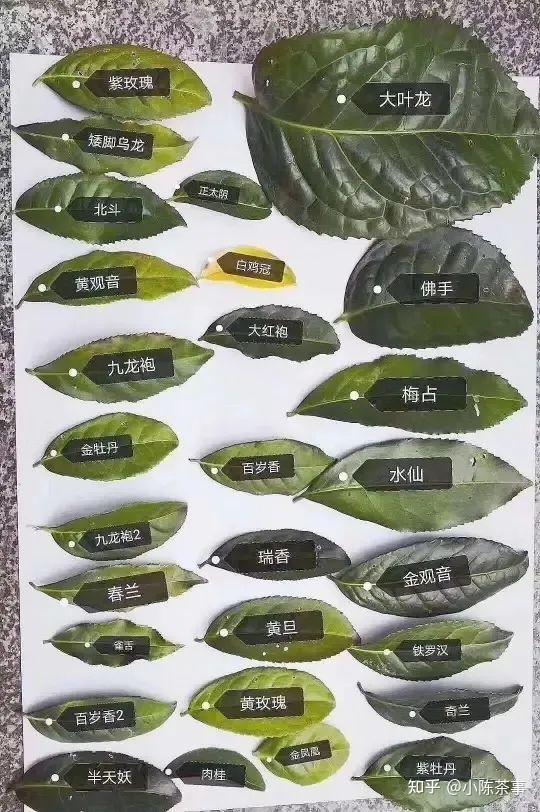 大红袍早已消失在历史上，那么现存的母树大红袍，又是哪来的？ - 知乎