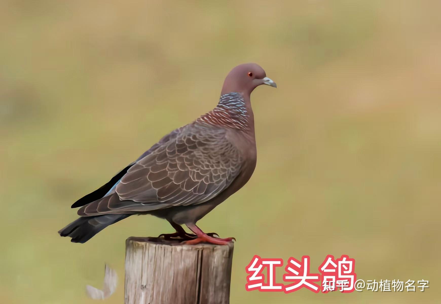 99图带你走进鸠鸽科鸟类的世界 - 知乎