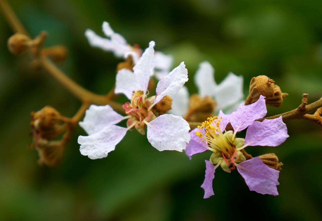 2. 大丽花色彩搭配
