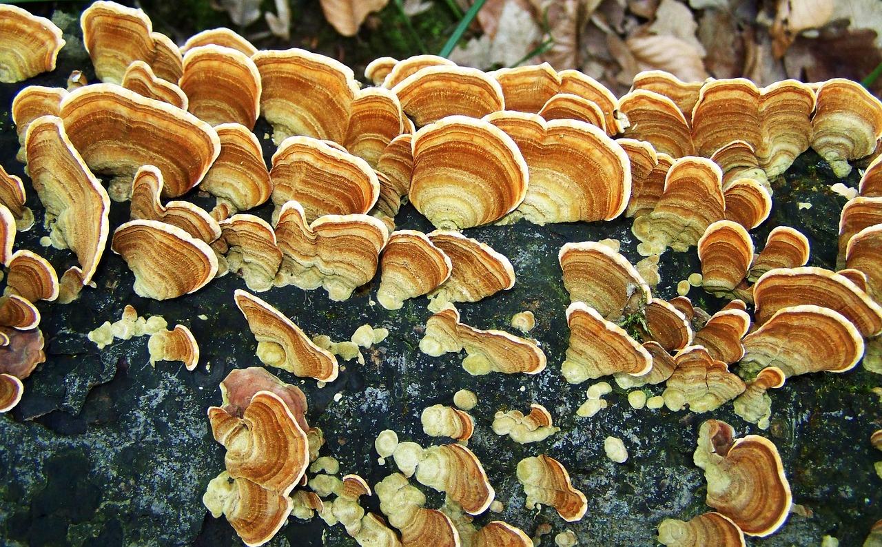 房间如何灭虫杀毒