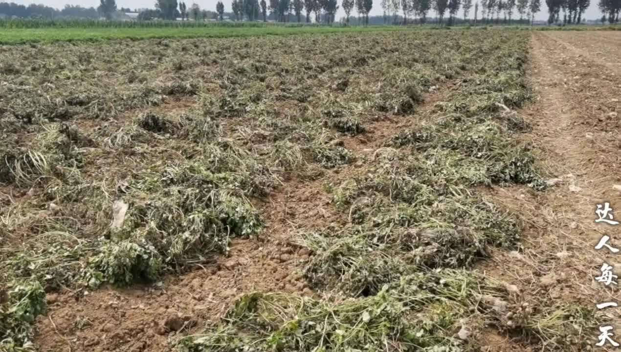 山东一亩地多少钱(山东一亩地多少钱人民币)