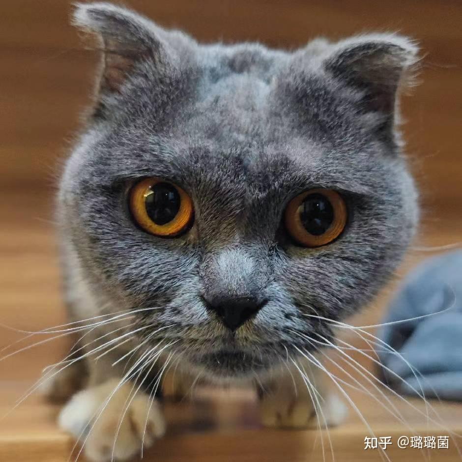 可以看一下你养得很好的小猫小狗吗? - 知乎