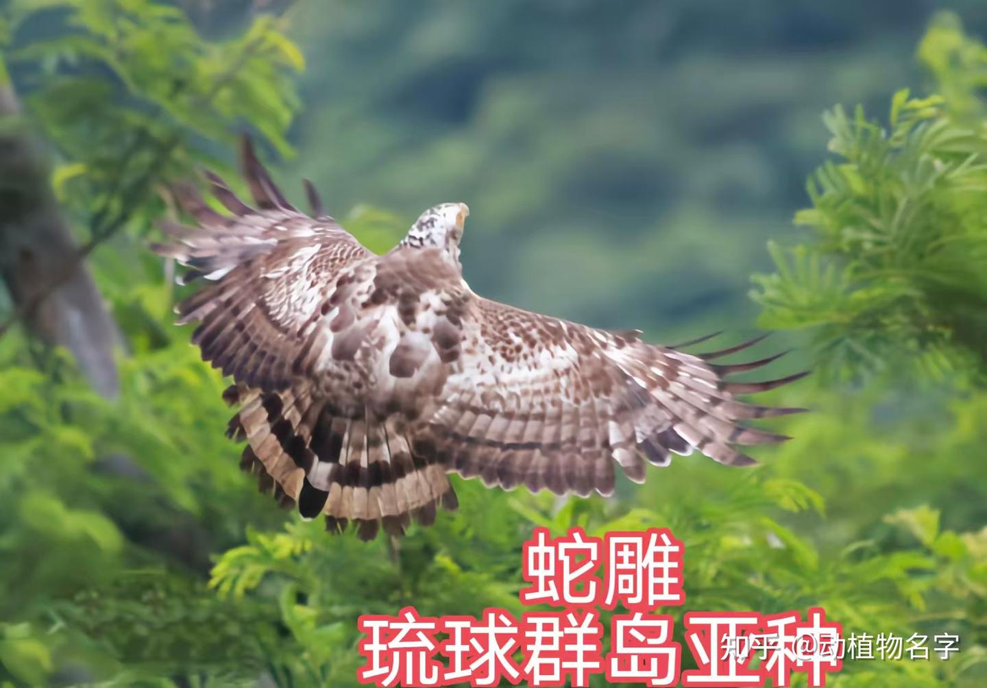 85图带您了解鹰科的鸟类,它们是苍穹之上的猛禽王者 - 知乎