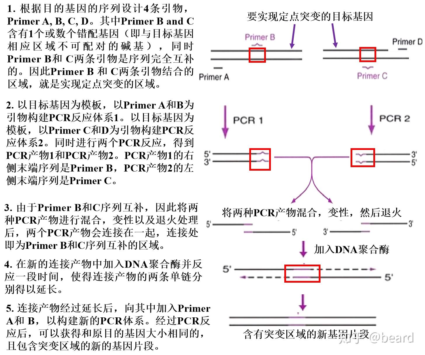 PCR技术为什么可以轻松进行定点突变？ - 知乎
