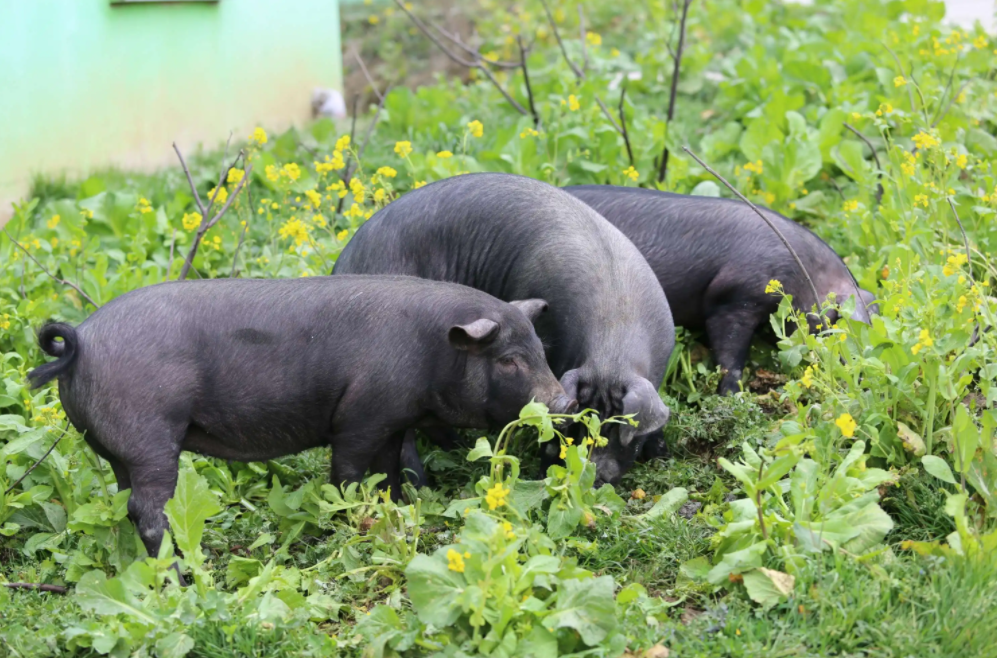 海垦猪业现代化黑猪养殖基地投产,这对相关市场带来哪些影响? - 知乎