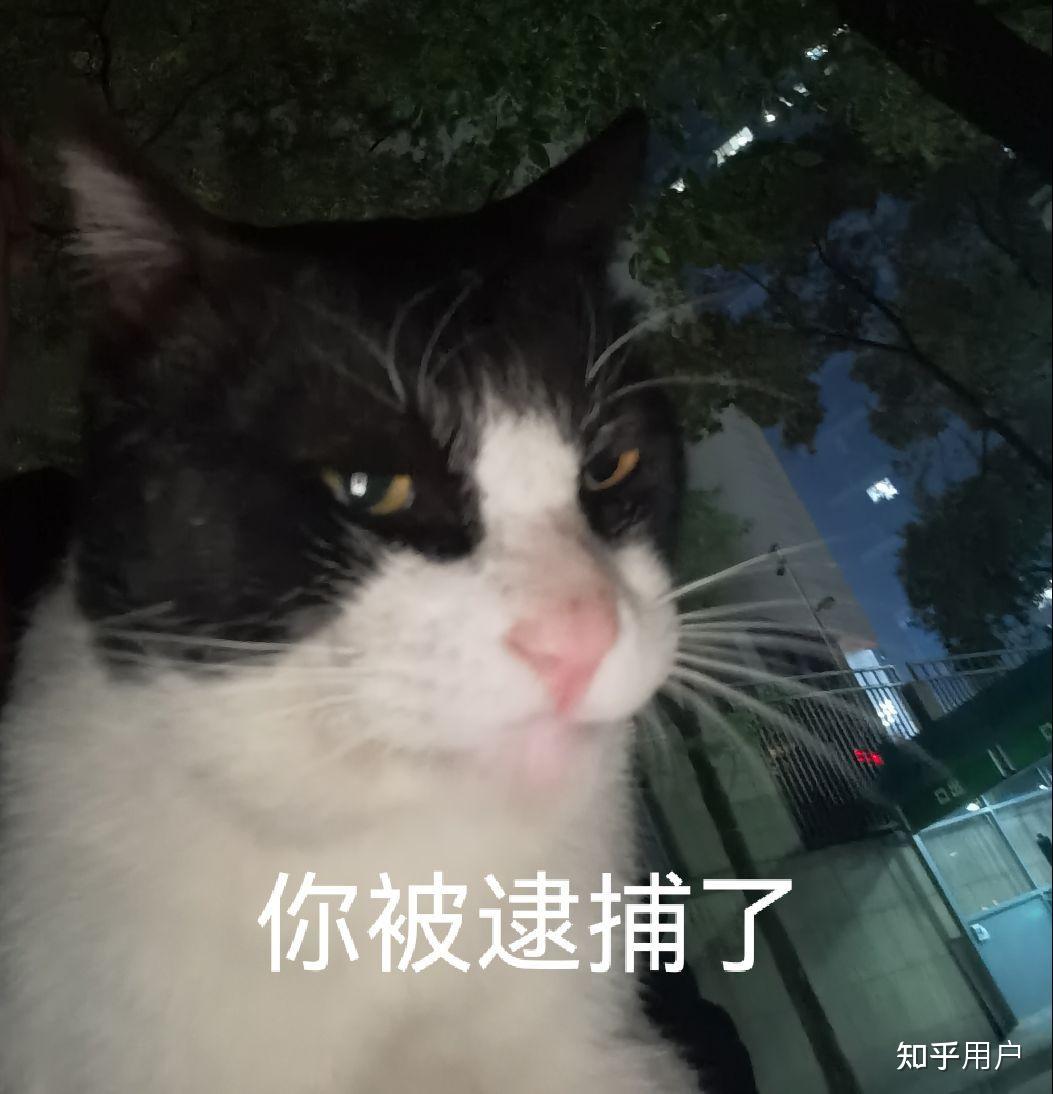 有没有几把猫的表情包