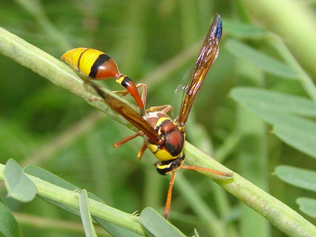 家里厕所外墙上长出来像苍蝇一样的蜂…有人见过这种虫吗?