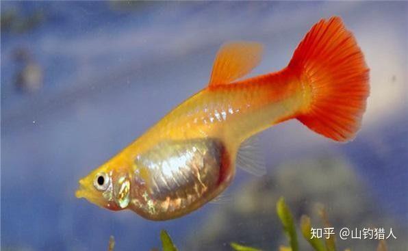 孔雀鱼配对应该几公几母 孔雀鱼配对应该几公几母