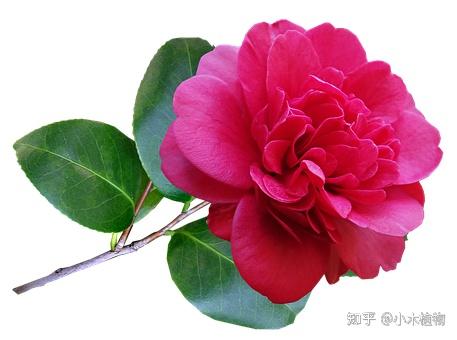 中国十大传统名花：传承千年的美丽与象征 - 知乎