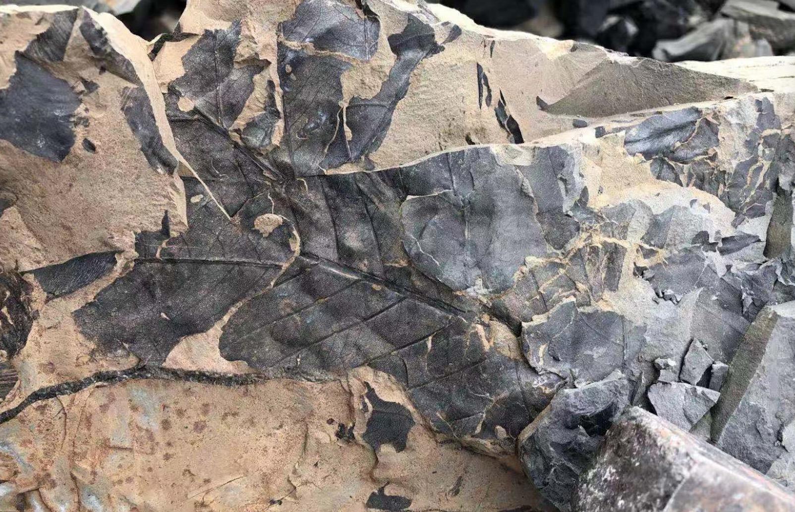 二叠纪植物的穿越者大羽羊齿