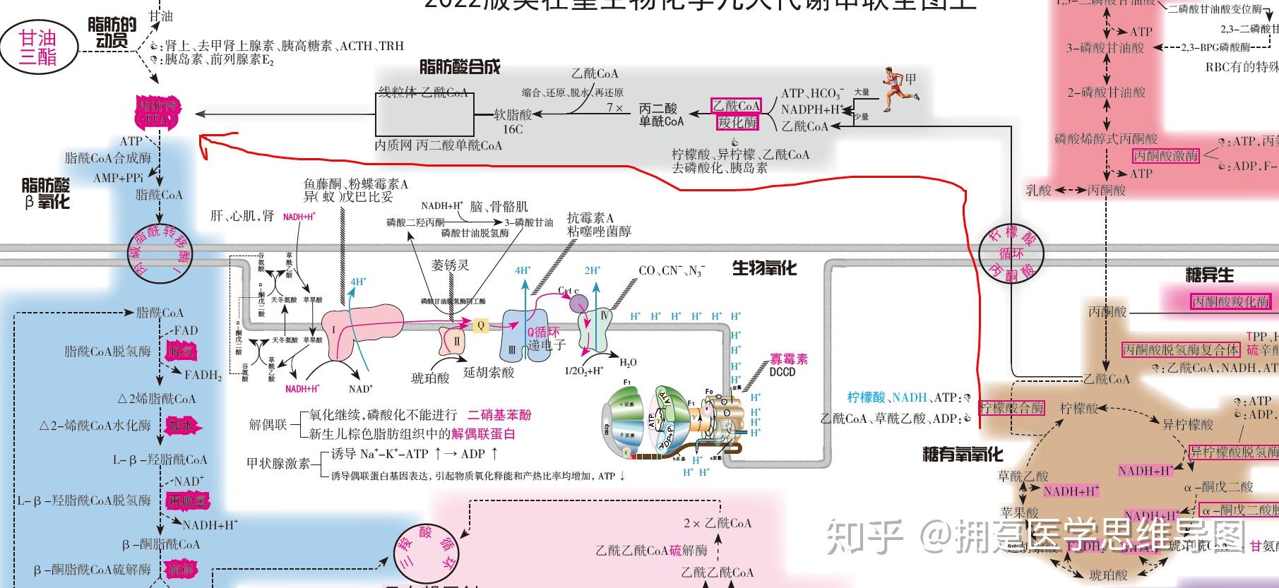 人体的脂质代谢是怎么个流程? - 知乎