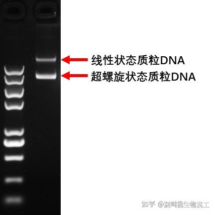 质粒DNA跑胶怎么看? - 知乎