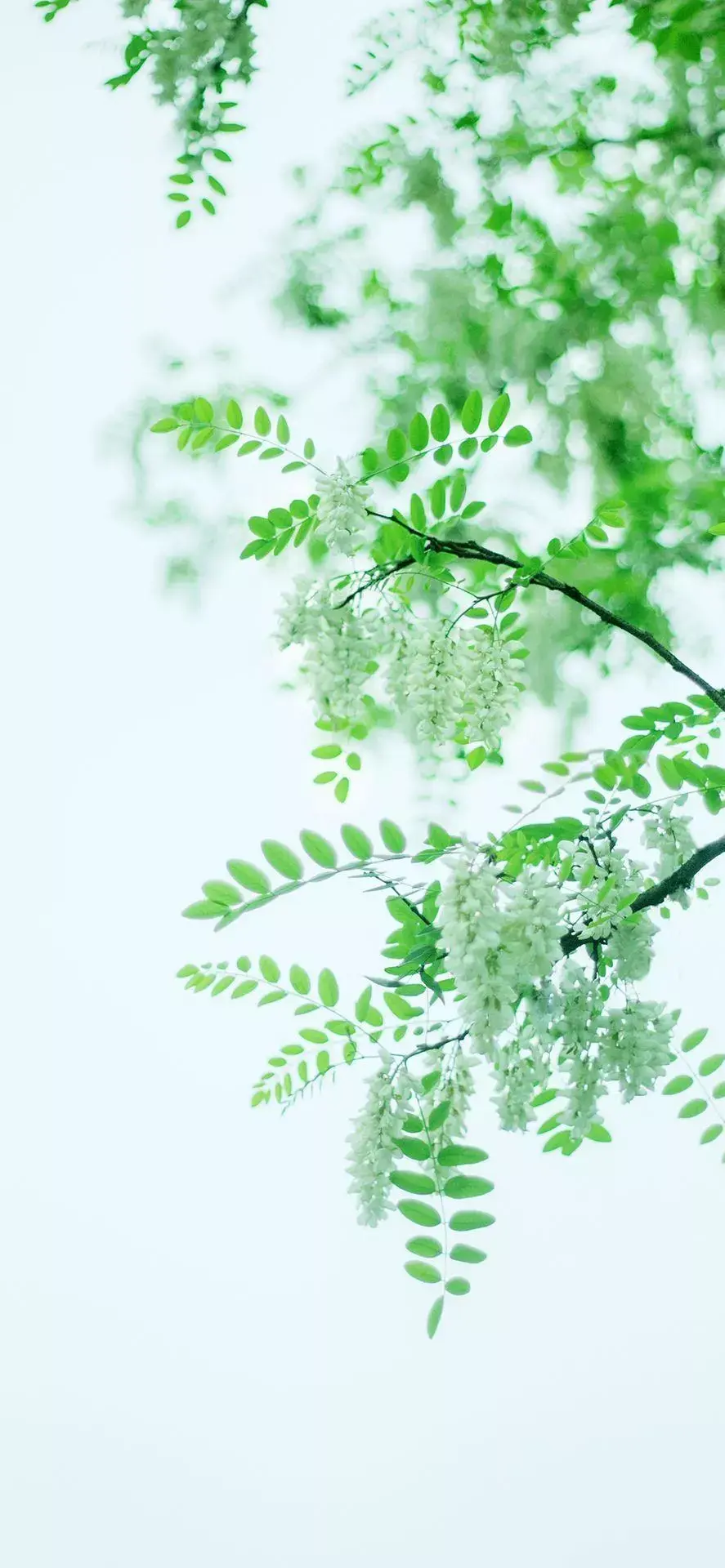 有什么保护眼睛的手机壁纸求推荐