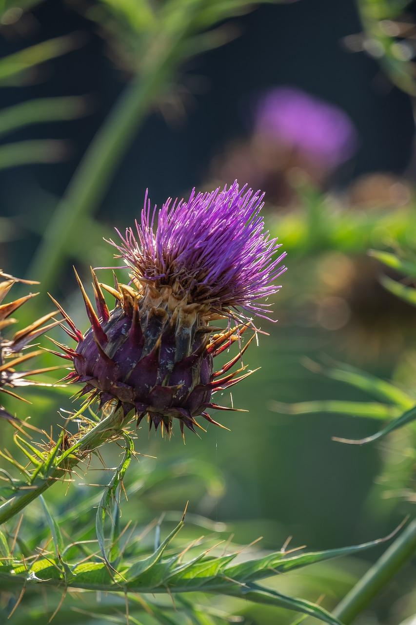 3. 白茅药用价值