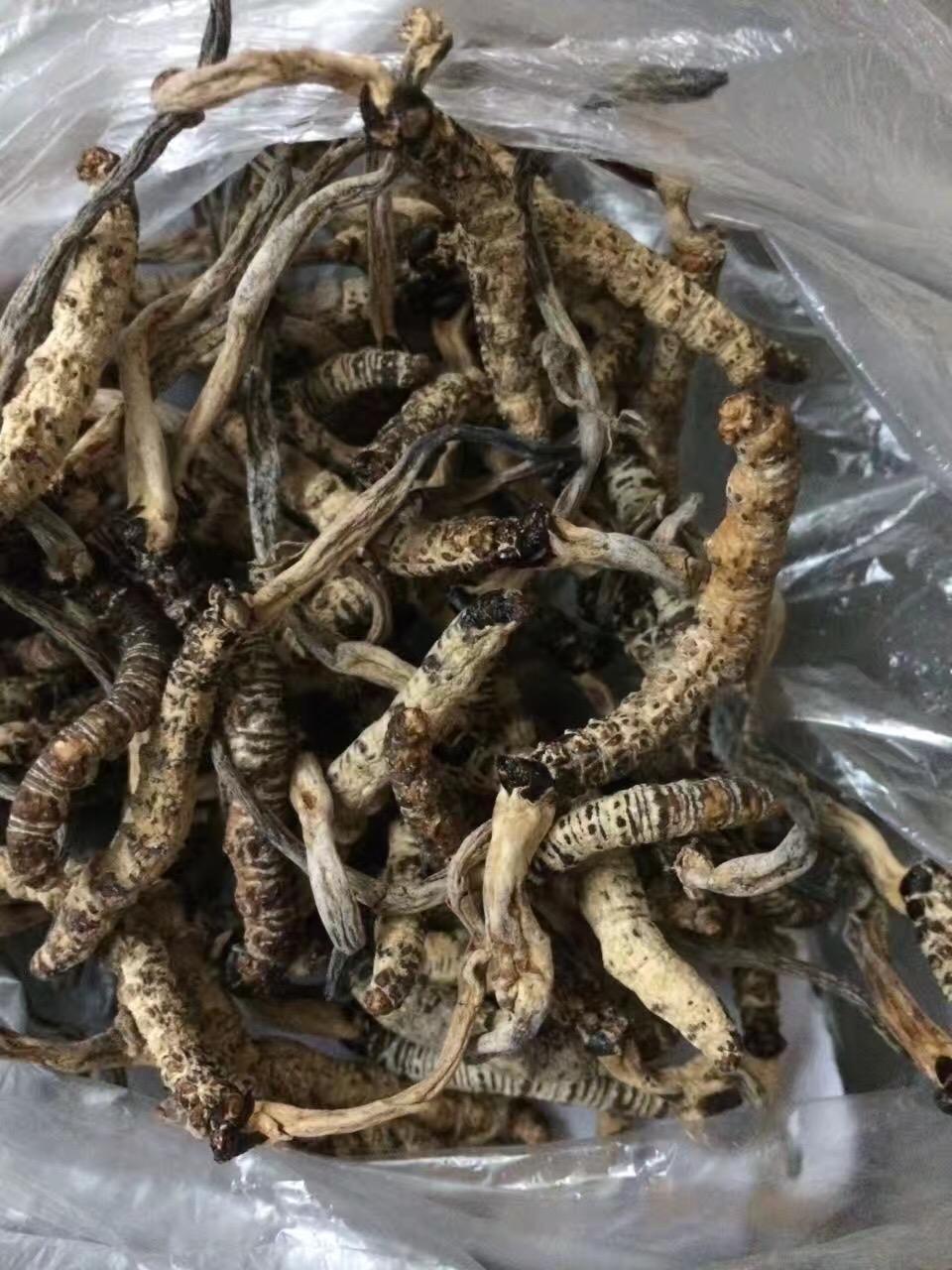 请问这种白色的新鲜虫草有朋友认识吗求科普