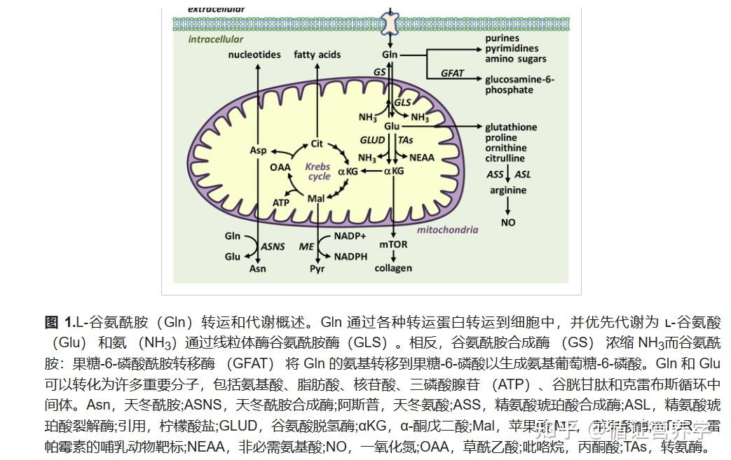 谷氨酰胺代谢图解图片