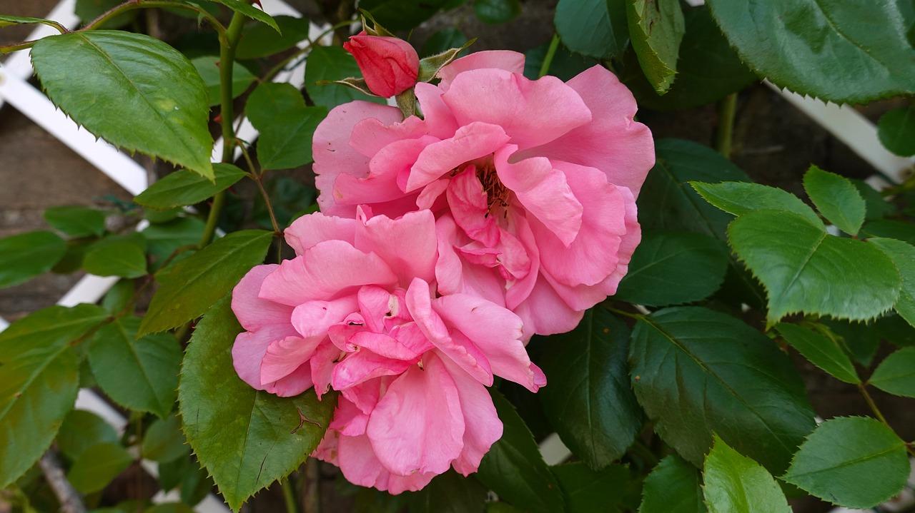 4. 石竹花种植技巧