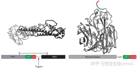 Sortase Attachment 分选酶A(Sortase A)在蛋白修饰上的应用 - 知乎
